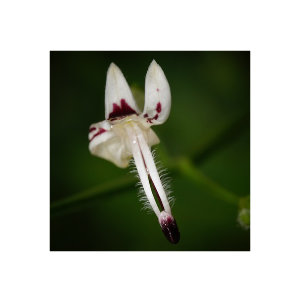 Andrographis